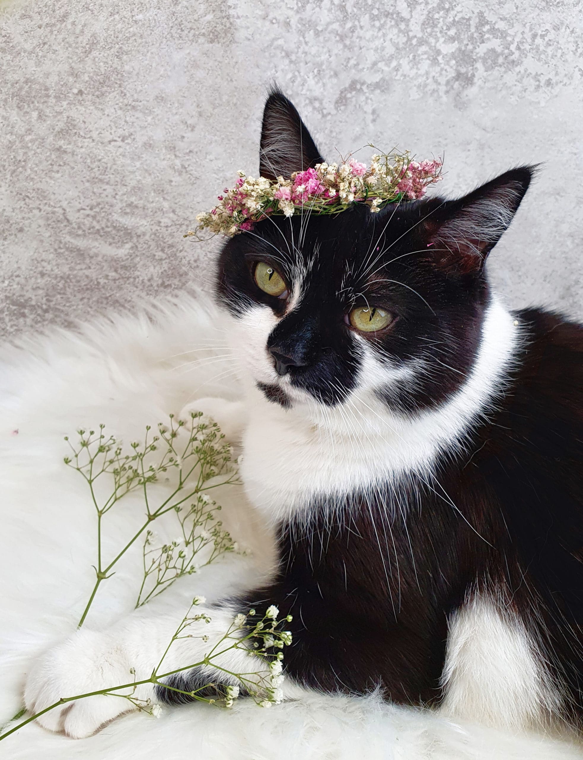 Zu sehen ist eine schwarz weiße Katze mit Blumen